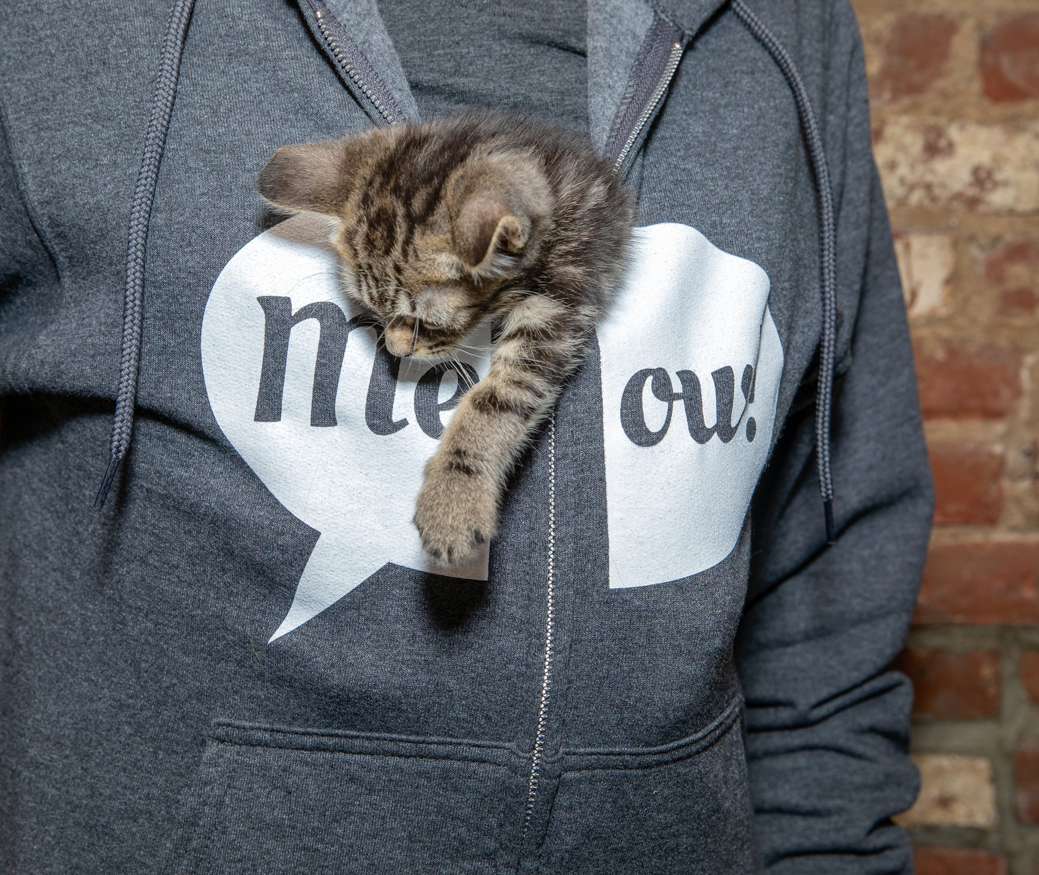 get-to-the-cat-caf-right-meow-brooklyn-heights-blog