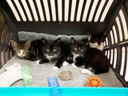 Sarah, Jojo, Nicholas, and Brandon will be among the felines temporarily making their home at the Cafe, where they hope to find their forever home. Photos courtesy of Brooklyn Cat Cafe